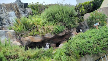 サンシャイン水族館に投稿された画像（2025/7/9）