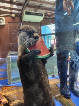 ゼロ距離水族館 伊勢シーパラダイスに投稿された画像（2025/7/9）