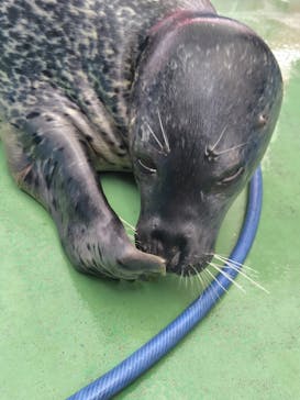 ゼロ距離水族館 伊勢シーパラダイスに投稿された画像（2025/7/9）