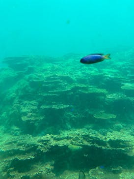 串本海中公園水族館に投稿された画像（2025/7/9）