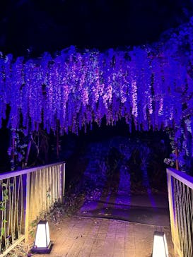 ニジゲンノモリに投稿された画像（2025/7/9）