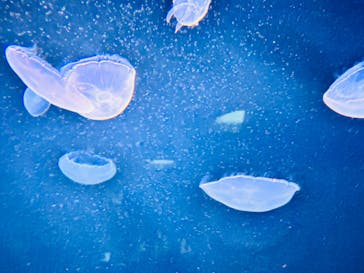 サンシャイン水族館に投稿された画像（2025/7/9）