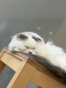 Cat Café MOFF イオンモールナゴヤドーム前店に投稿された画像（2025/7/9）