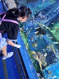 しながわ水族館に投稿された画像（2025/7/10）