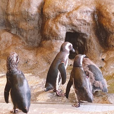 しながわ水族館に投稿された画像（2025/7/10）