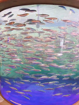 しながわ水族館に投稿された画像（2025/7/10）