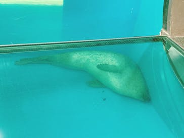 しながわ水族館に投稿された画像（2025/7/10）