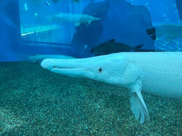 箱根園水族館に投稿された画像（2025/7/10）