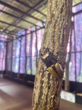 JOYPOLIS 特別イベントスペースに投稿された画像（2025/7/10）