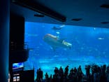 沖縄美ら海水族館に投稿された画像（2025/7/10）