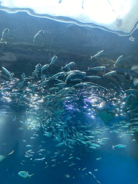 マクセル アクアパーク品川に投稿された画像（2025/7/10）