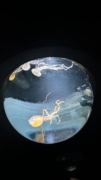 サンシャイン水族館に投稿された画像（2025/7/10）