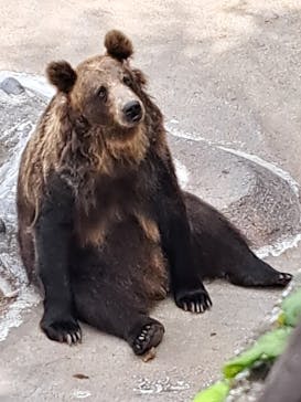 のぼりべつクマ牧場に投稿された画像（2025/7/10）