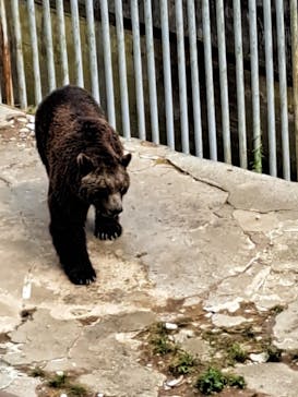 のぼりべつクマ牧場に投稿された画像（2025/7/10）