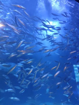 マクセル アクアパーク品川に投稿された画像（2025/7/10）