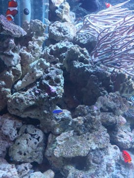 マクセル アクアパーク品川に投稿された画像（2025/7/10）