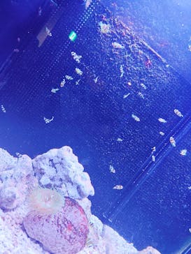 マクセル アクアパーク品川に投稿された画像（2025/7/10）