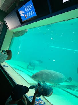 沖縄美ら海水族館に投稿された画像（2025/7/10）