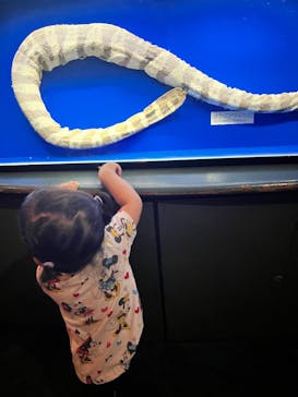 沖縄美ら海水族館に投稿された画像（2025/7/10）