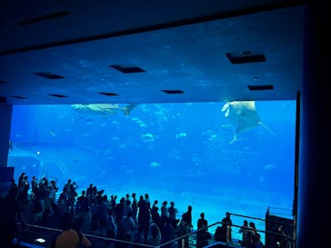 沖縄美ら海水族館に投稿された画像（2025/7/10）