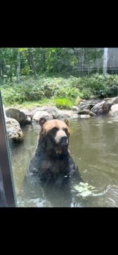 サホロリゾート　ベア･マウンテンに投稿された画像（2025/7/10）