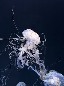 サンシャイン水族館に投稿された画像（2025/7/10）