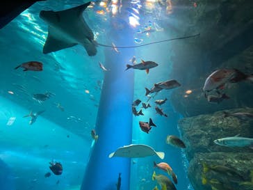 マクセル アクアパーク品川に投稿された画像（2025/7/10）