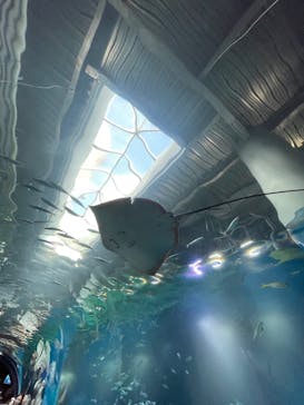 マクセル アクアパーク品川に投稿された画像（2025/7/10）