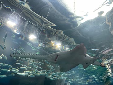 マクセル アクアパーク品川に投稿された画像（2025/7/10）