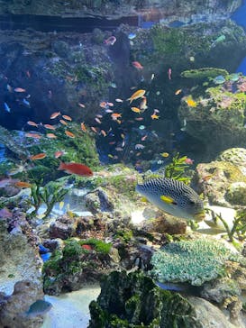 マクセル アクアパーク品川に投稿された画像（2025/7/10）