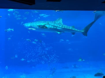 沖縄美ら海水族館に投稿された画像（2025/7/10）