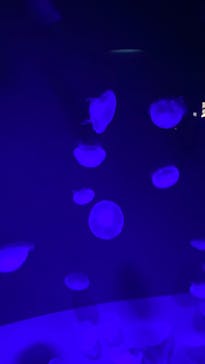 サンシャイン水族館に投稿された画像（2025/7/10）