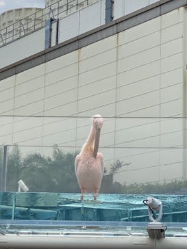 サンシャイン水族館に投稿された画像（2025/7/10）