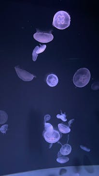 サンシャイン水族館に投稿された画像（2025/7/10）