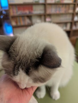 猫カフェモカ　池袋東口店に投稿された画像（2025/7/10）