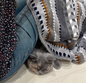 Cat Café MOFF SHIMINT HIROSHIMA店に投稿された画像（2025/7/10）