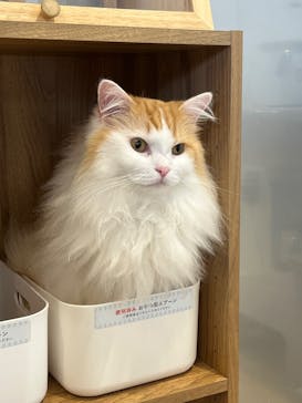 Cat Café MOFF SHIMINT HIROSHIMA店に投稿された画像（2025/7/10）