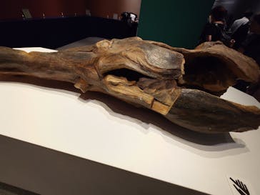 正倉院 THE SHOW －感じる。いま、ここにある奇跡－に投稿された画像（2025/7/10）