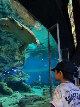 名古屋港水族館に投稿された画像（2025/7/10）