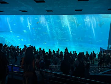 沖縄美ら海水族館に投稿された画像（2025/7/11）