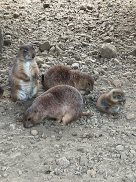 那須どうぶつ王国に投稿された画像（2025/7/11）