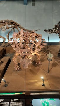 福井県立恐竜博物館に投稿された画像（2025/7/11）