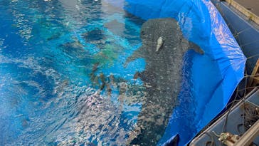 沖縄美ら海水族館（館内体験）に投稿された画像（2025/7/11）
