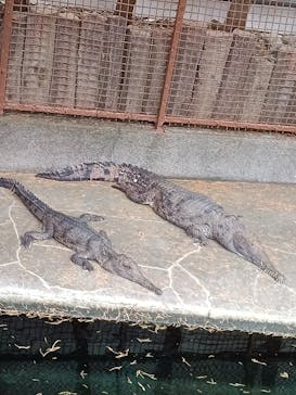 熱川バナナワニ園に投稿された画像（2025/7/11）