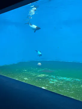 仙台うみの杜水族館に投稿された画像（2025/7/11）