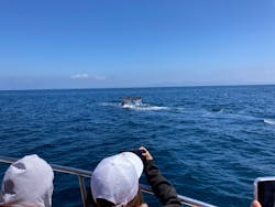 観光船アルランⅢ世に投稿された画像（2025/7/11）