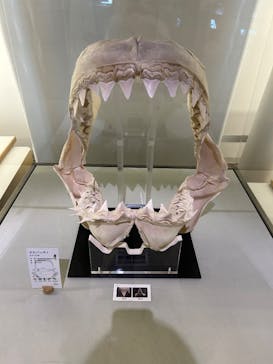 アクアワールド茨城県大洗水族館に投稿された画像（2025/7/11）