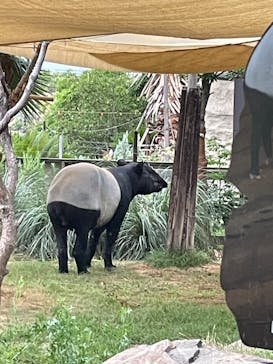 神戸どうぶつ王国に投稿された画像（2025/7/11）