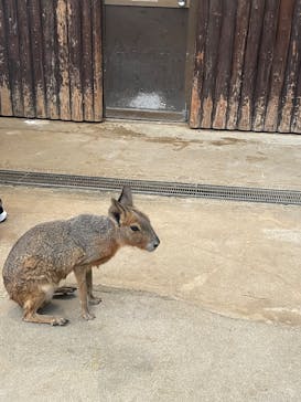 神戸どうぶつ王国に投稿された画像（2025/7/11）