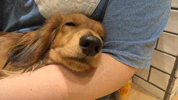 いぬカフェRio 新宿店に投稿された画像（2025/7/11）